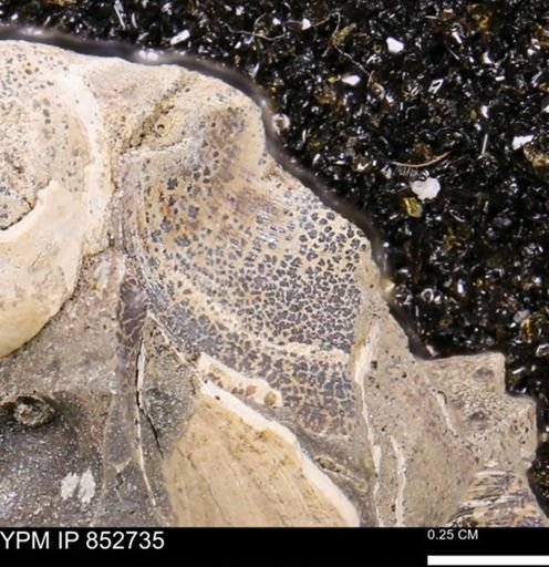 Limopsis striatopunctatus