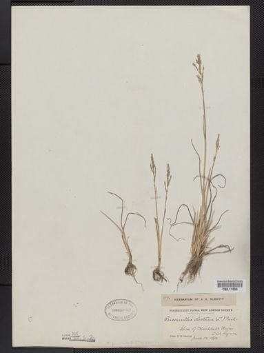 Puccinellia fasciculata