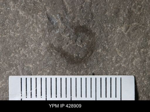 undet. Polychaeta