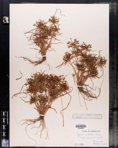 Cyperus nuttallii