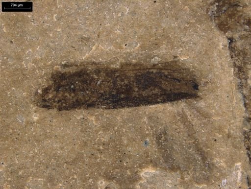 taxon undetermined