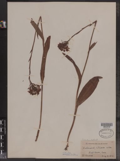 Habenaria ciliaris