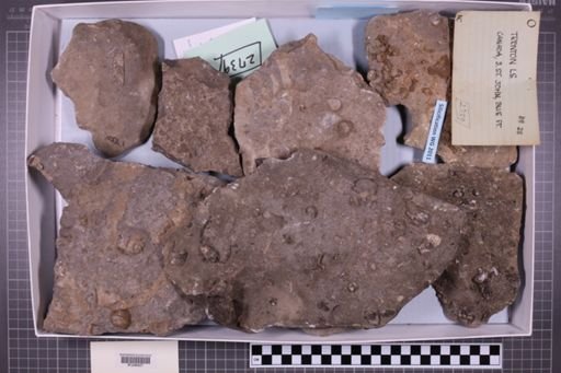 mixed taxa, stratigraphic collection