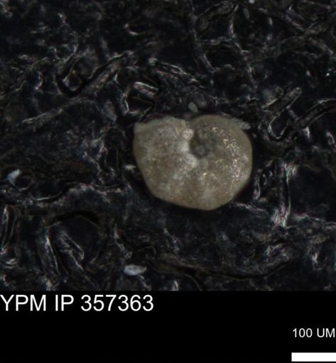 undet. Foraminiferida