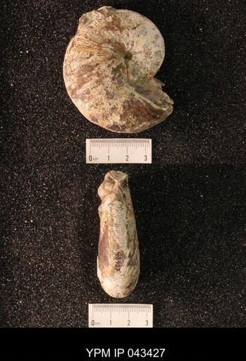 Hoploscaphites nicolletii