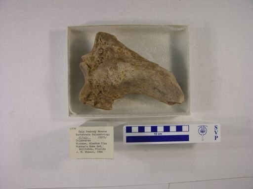 Teleoceras fossiger