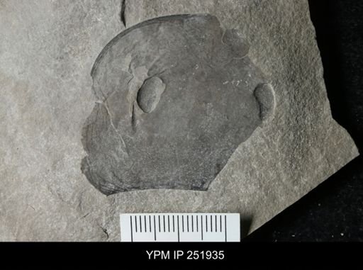 Eurypterus sp.