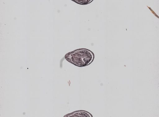 Plagiostomum whitmani