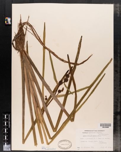 Sparganium americanum