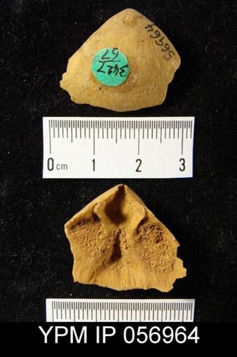 Meristella arcuata