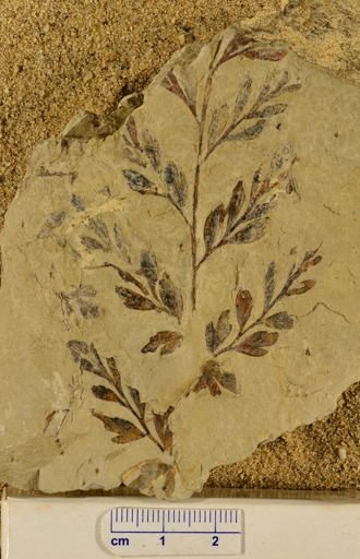Triphyllopteris rarinervis