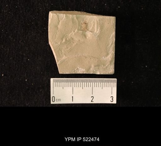 undet. Hexapoda