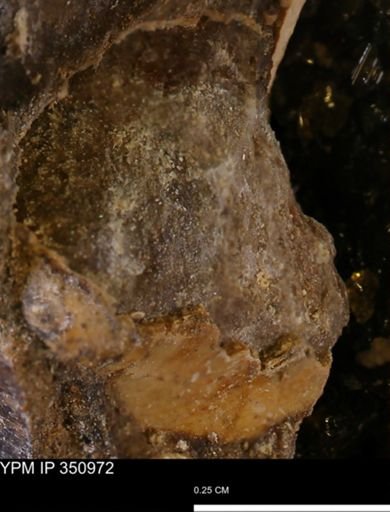 undet. Bivalvia