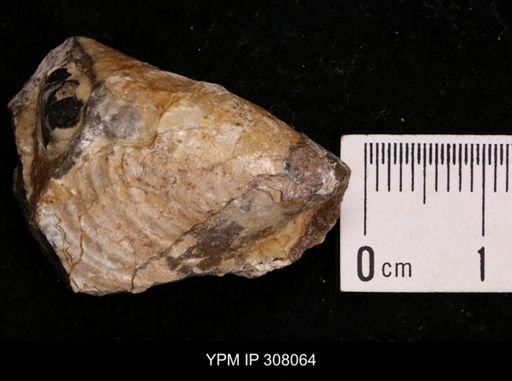 Inoceramus sp.