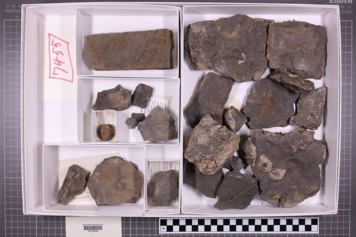 mixed taxa, stratigraphic collection