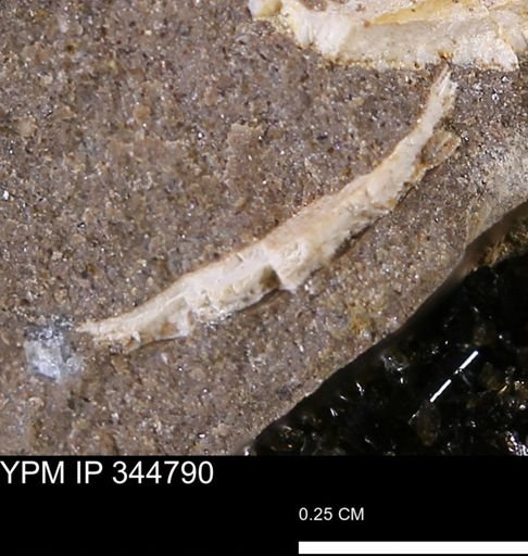 undet. Mollusca