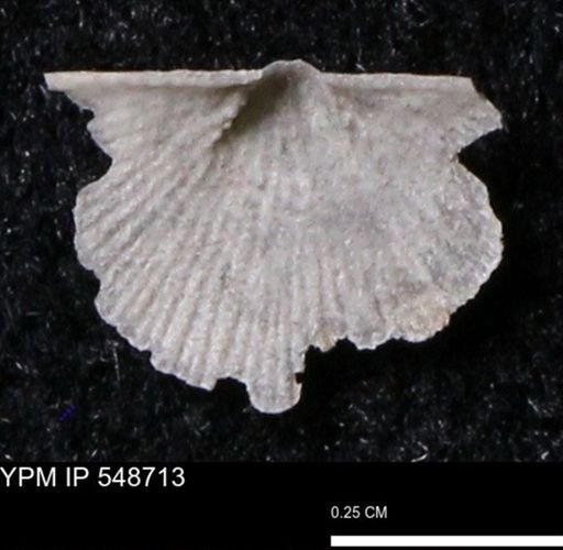 Stropheodonta perplana