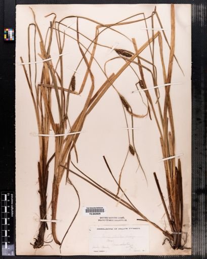 Carex