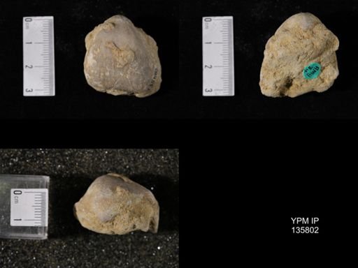 Productus (Linoproductus) lineatus