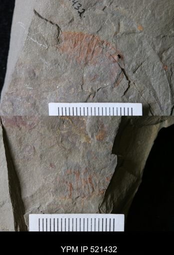 Thelxiope sp.