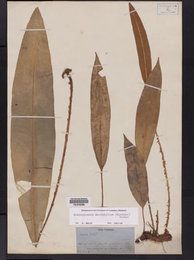 Elaphoglossum