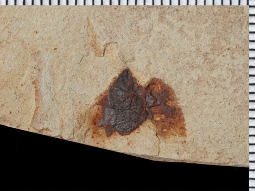 Hemiptera?