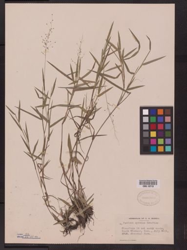 Panicum spretum