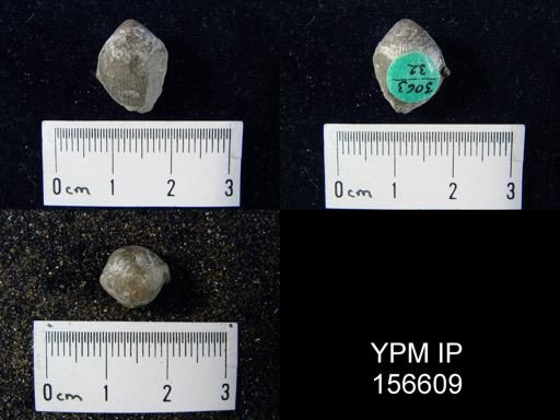 Catazyga headi borealis