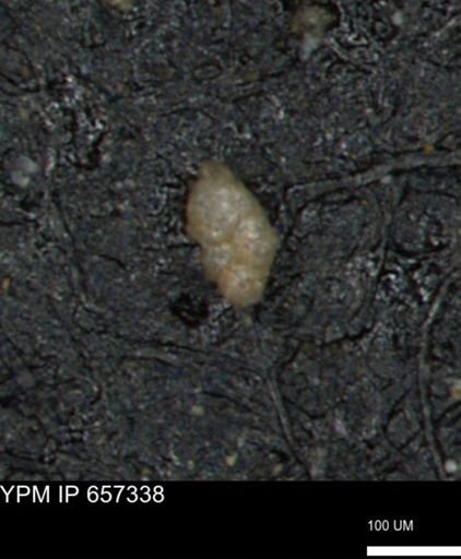 Bimonilina variana