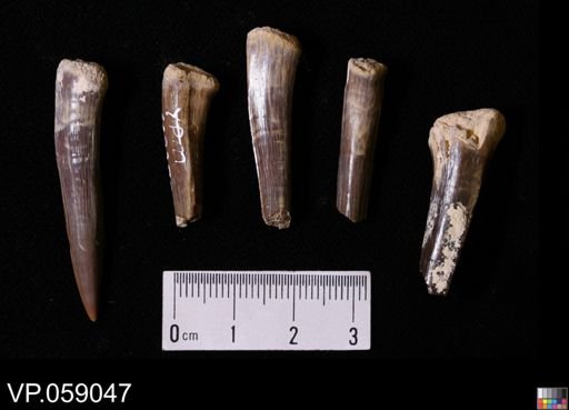 Scapanorhynchus?