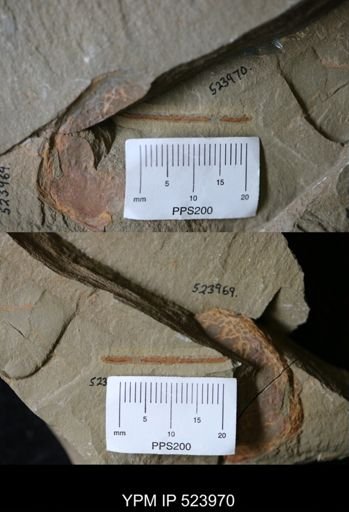 undet. Graptolithina