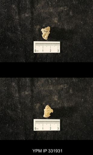 Lophospira sp.