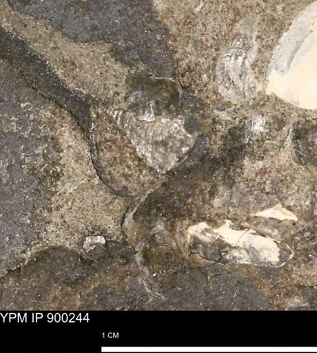 Anomia gryphorhyncha