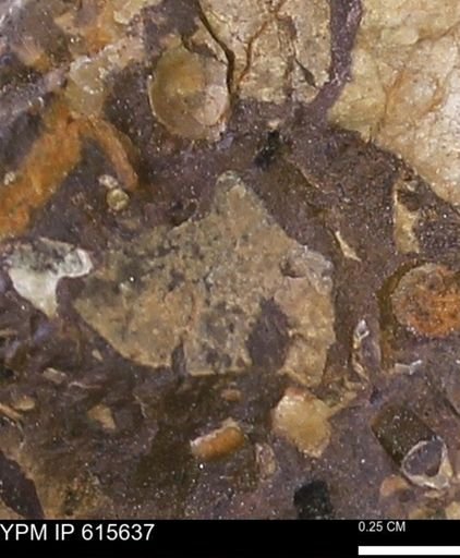 undet. Mollusca