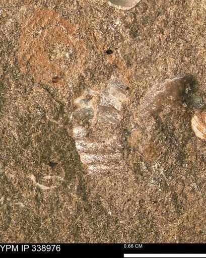 undet. Ammonoidea