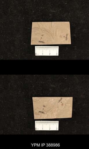 undet. Hexapoda