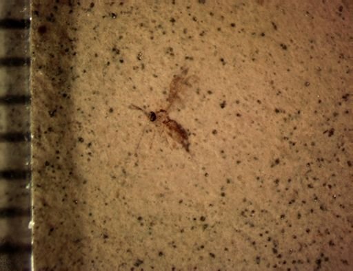 undet. Diptera