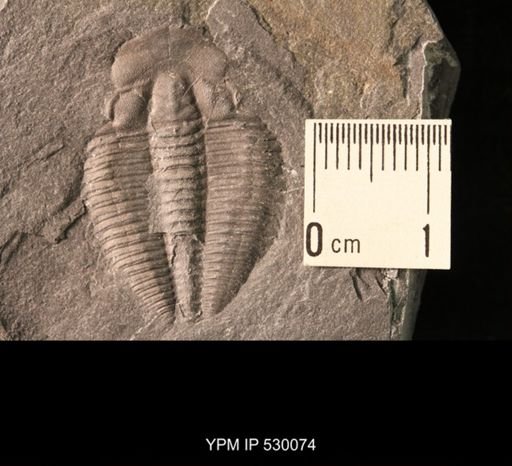 Elrathia kingi