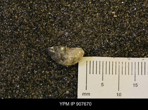 Oxytoma (Hypoxytoma) nebrascana