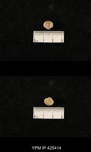 Meekella skenoides