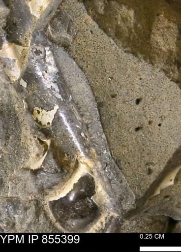 Baculites sp.