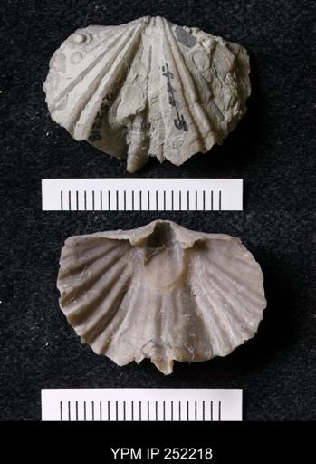 Platystrophia laticosta