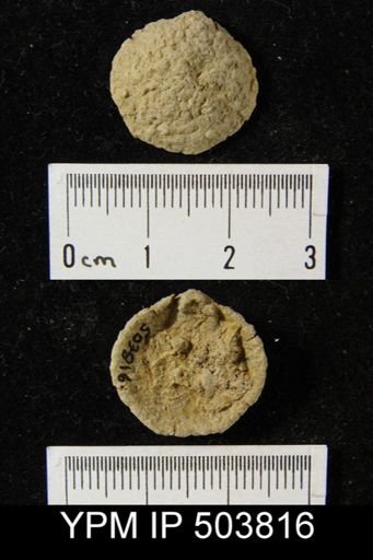 undet. Brachiopoda