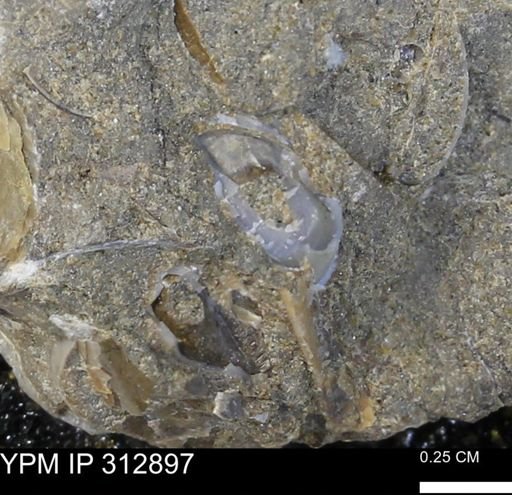 undet. Bivalvia