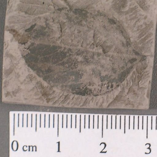 Celastrophyllum newberryanum