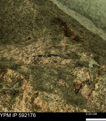 undet. Bivalvia