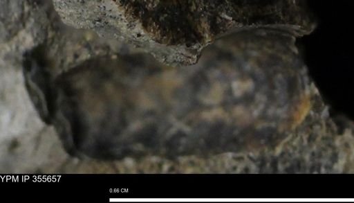 undet. Scaphitidae