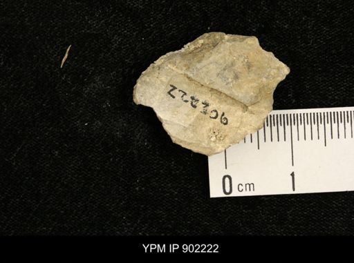 Baculites sp.