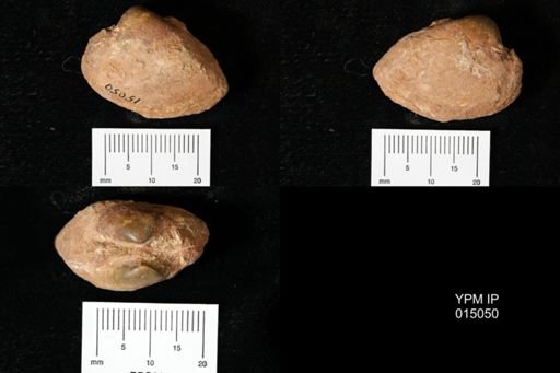 Parreysia tatrotensis