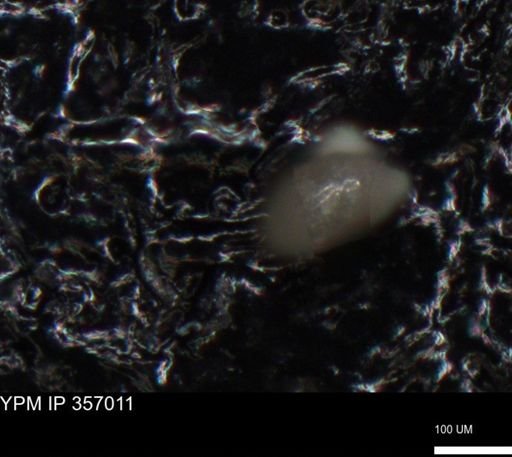 undet. Foraminiferida